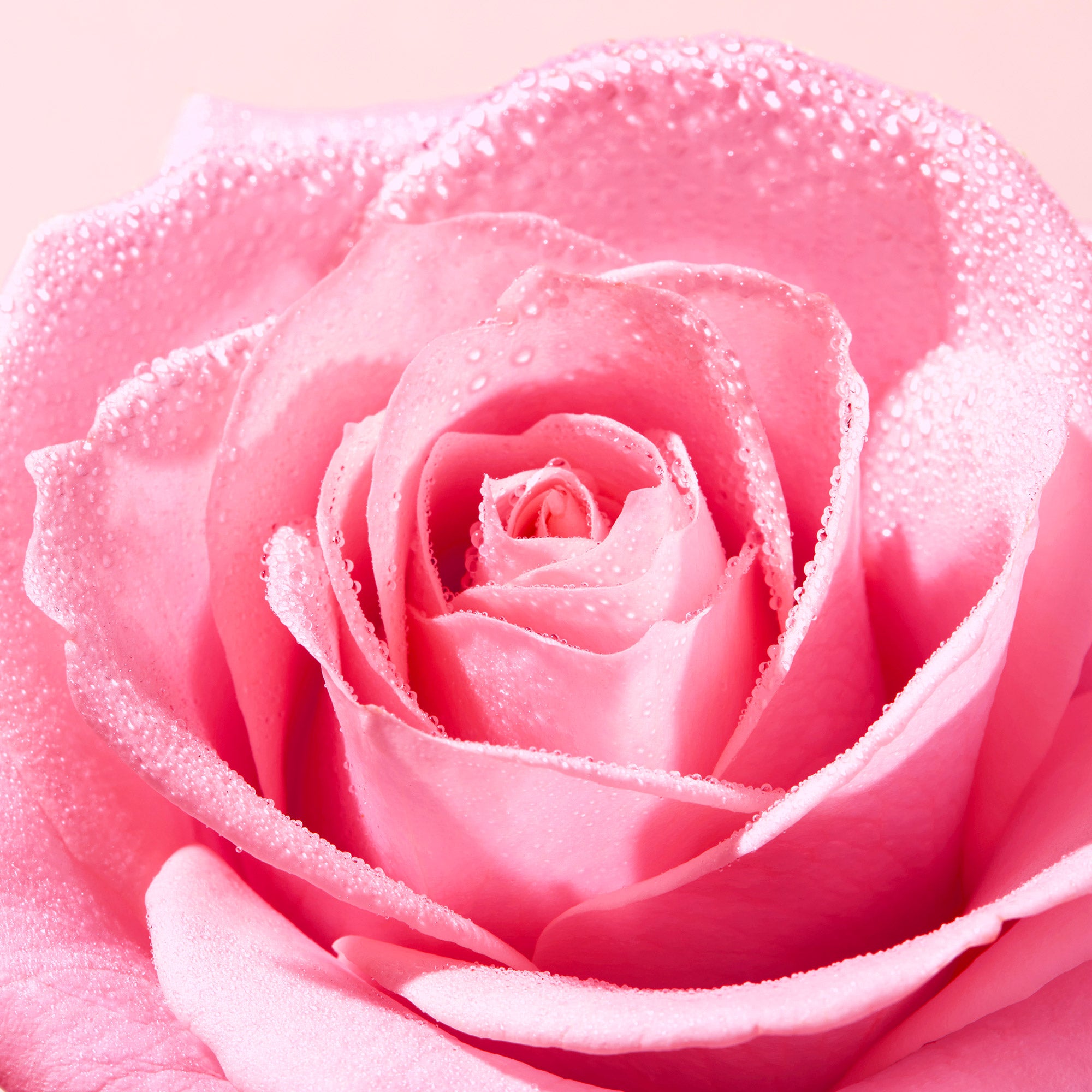 ヴェリィ ローズ ハンド＆ネイル クリーム｜ニュクス公式オンライン